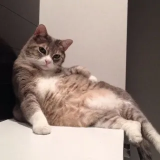 😂 gatto, animale, animale domestico, in posa, animale domestico telegram sticker