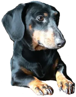 🙂 собака, такса, животное, питомец, портрет whatsapp sticker