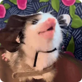 👒 opos, zwierzę, kapelusz telegram sticker