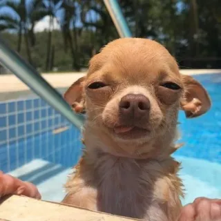 🐶 dog, chihuahua, cute, swimming pool, animal telegram sticker