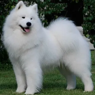 ❤️ Samojede, Hund, weiß, flauschig, Haustier, Haustier telegram sticker