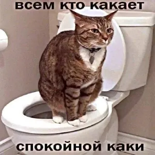 💩 всем кто какает спокойной каки kat, toilet, meme, grappig, dier, humor telegram sticker