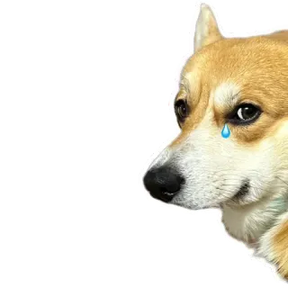 🥲 hond, verdrietig, huilen, dier, schattig, meme telegram sticker