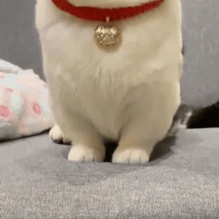 ๐ผ hond, corgi, dier, huisdier, schattig, halsband, bel telegram sticker