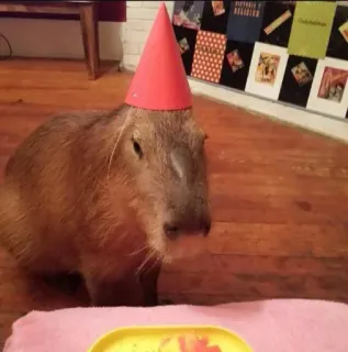🎉 capybara, rongeur, animal, anniversaire, chapeau de fête whatsapp sticker