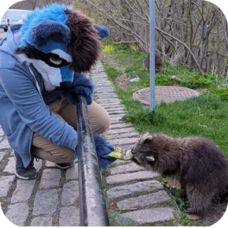 😀 фурри, енот, животное, костюм, антропоморфный, природа telegram sticker