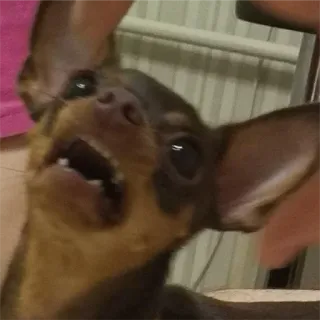 😨 pies, zwierzę, zwierzę domowe, słodki, portret telegram sticker