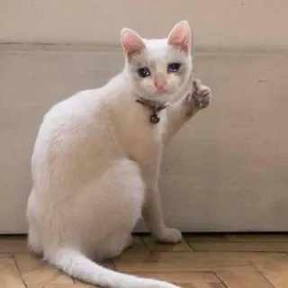 💧 Katze, traurig, weinend, Daumen hoch, weiß telegram sticker