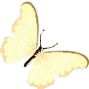 🦋
