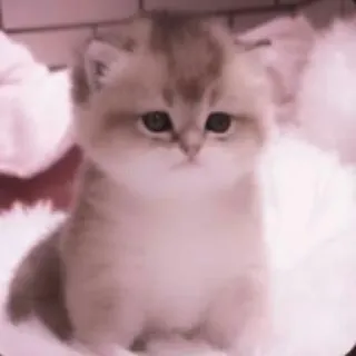 🗯 chaton, chat, mignon, animal, domestique, animal de compagnie telegram sticker