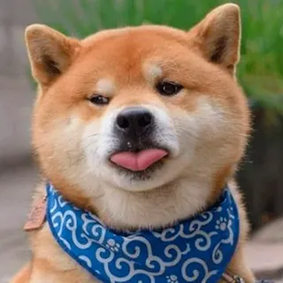 😜 dog, shiba inu, animal, pet, cute, tongue telegram sticker