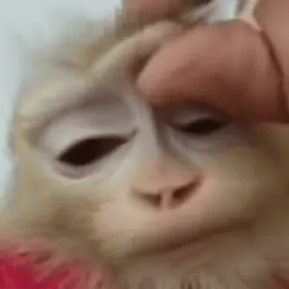 🌟 macaco, animal, mamífero, fofo, vida selvagem telegram sticker