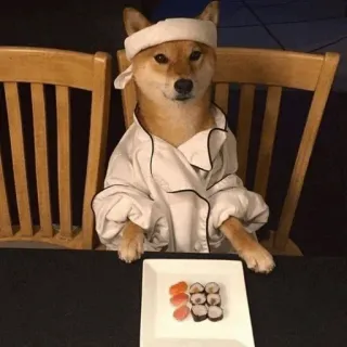 ☁ anjing, sushi, koki, shiba inu, makanan, masakan, hewan telegram sticker
