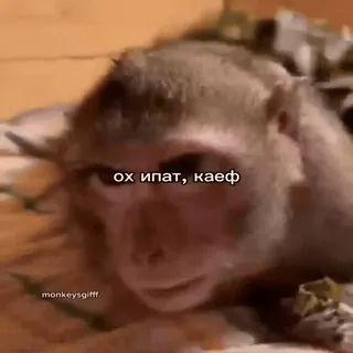 🐵 ох ипат, каеф mono, animal, divertido, meme whatsapp sticker