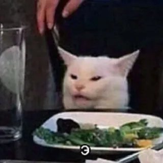 😐 cat, meme, food, unhappy, annoyed, animal telegram sticker