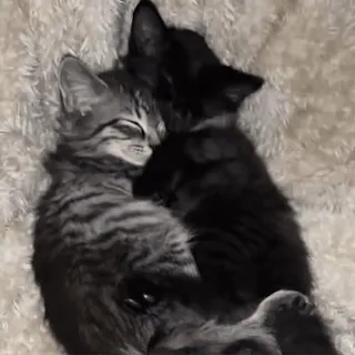 😴 cats, kittens, animals, sleeping, cute, pets, tabby, feline telegram sticker