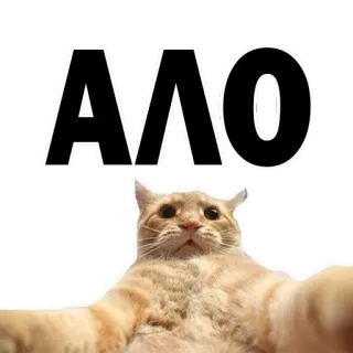 😒 ΑΛΟ gato, animal, engraçado, meme, grego, texto whatsapp sticker