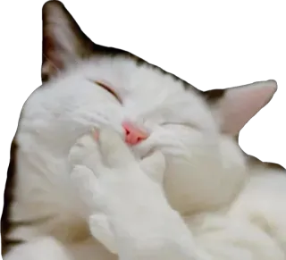 😄 고양이, 동물, 귀여운, 하얀 고양이, 애완동물 telegram sticker