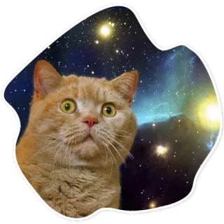 😕 kot, kosmos, galaktyka, zwierzę, zwierzak, gwiazdy telegram sticker