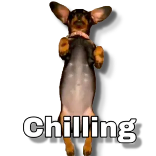 😴 Chilling dog, chilling, relaxing, animal, cute whatsapp sticker