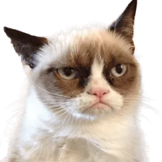 😕 Grumpy Cat Grumpy Cat, gato, meme, divertido, animal whatsapp sticker