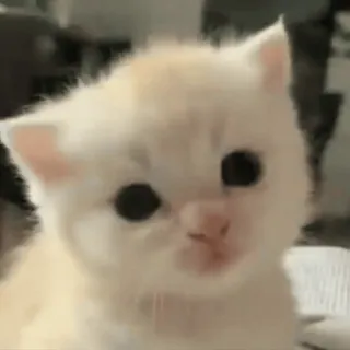 🥹 gatito, gato, lindo, mascota, animal, mamífero whatsapp sticker