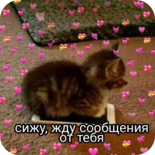 🐱 сижу, жду сообщения от тебя 猫, 子猫, ハート, 待機, メッセージ telegram sticker