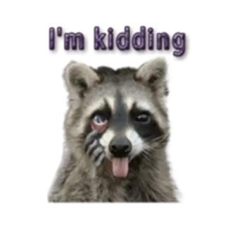😜 I'm kidding guaxinim, animal, humor, engraçado, piada whatsapp sticker