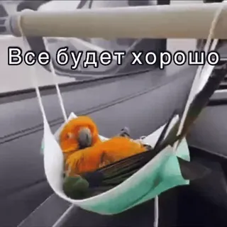 👌 Все будет хорошо птица, попугай, маска, позитивный, оптимистичный, все будет хорошо, контур telegram sticker