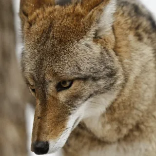 😟 coyote, animal, wildlife, mammal, nature telegram sticker