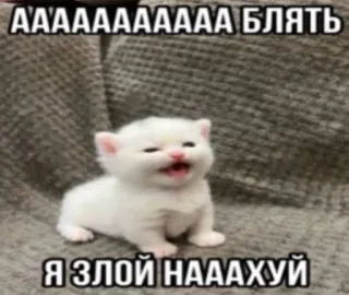 🌟 AAAAAAAAAAAA БЛЯТЬ
Я ЗЛОЙ НААХУЙ gatinho, palavrões russos, fofo, gato, bravo, meme telegram sticker