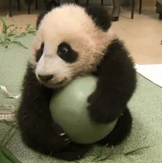PANDA telegram stickers