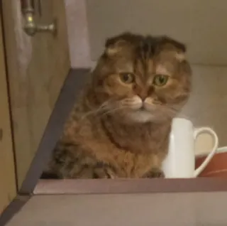 😒 gato, animal de estimação, animal, gato doméstico, felino telegram sticker