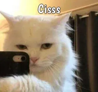 😾 Cisss кот, селфи, животное, мем, милый, домашнее животное whatsapp sticker