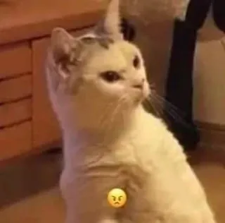 🎀 cat, sad, animal, cute, pet whatsapp sticker