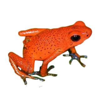 frogs @lefrogge telegram stickers