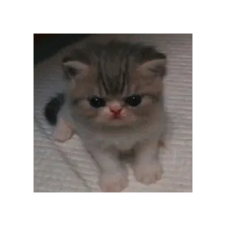 😠 kitten, cat, cute, animal, pet telegram sticker