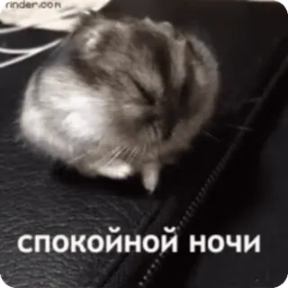 😴 спокойной ночи whatsapp sticker