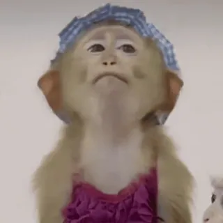 😅 macaco, animal, fofo, engraçado, chapéu, roupa whatsapp sticker