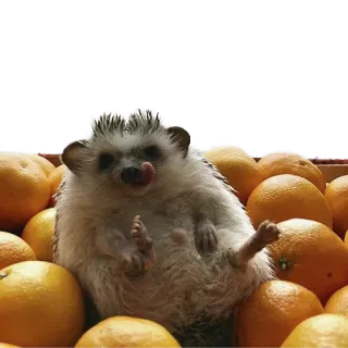 😉 hedgehog, oranges, animal, mammal, food, fruit telegram sticker