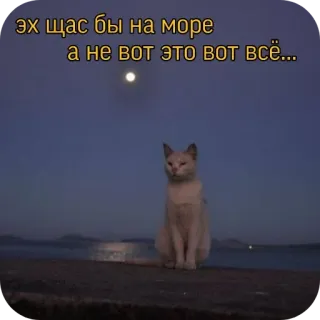 😞 эх щас бы на море а не вот это вот всё... cat, sea, moon, animal, beach, night, meme whatsapp sticker