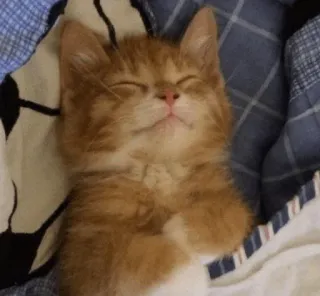 💓 кот, котёнок, спящий, оранжевый, милый, питомец, животное whatsapp sticker