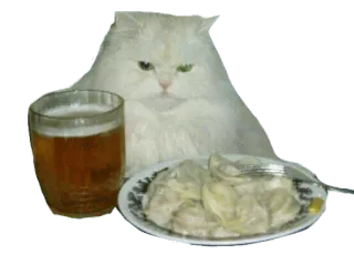 🍺 kat, bier, eten, dumplings, humor, meme telegram sticker