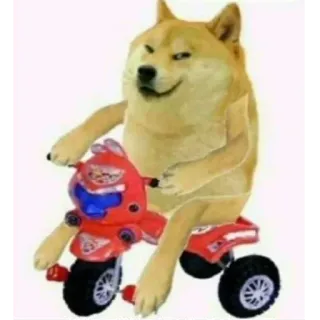 😏 Doge Internet Meme doge, shiba inu, tricycle, meme, funny dog, ride telegram sticker