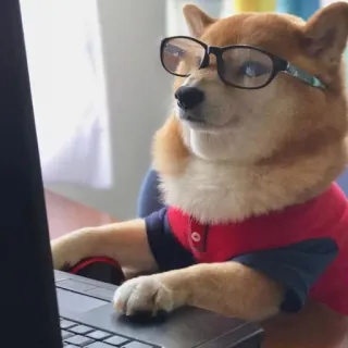 👀 Hund, Shiba Inu, Brille, Computer, Arbeit, Meme, tippen telegram sticker