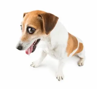 😆 dog, pet, animal, jack russell terrier telegram sticker