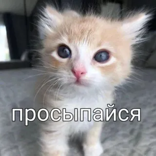 🥹 просыпайся 猫, 子猫, 可愛い, 動物, ペット, 目覚め whatsapp sticker