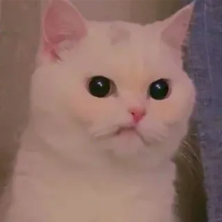 😠 cat, white cat, animal, pet, cute telegram sticker