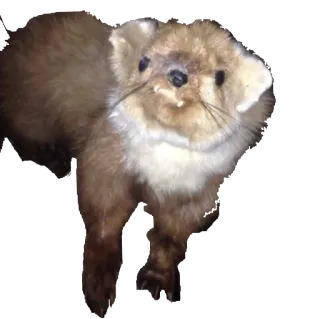 taxiderm telegram stickers