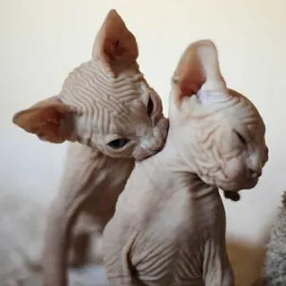 ❤️ gatto, sphynx, senza pelo, animale, animale domestico, gattino telegram sticker